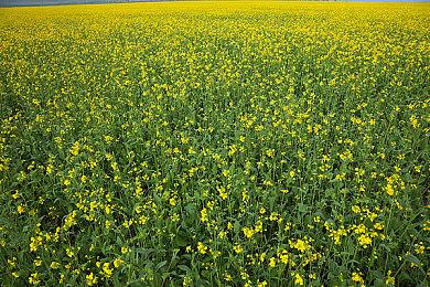 《远征军：罗马》新预告 2022年1月21日发售